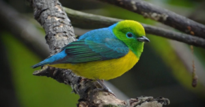 Ave bandeirinha ajuda a regenerar florestas ao espalhar sementes na Mata Atlântica