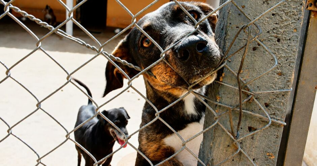 Acolhimento de animais ganha respaldo do STF, que consolidou o entendimento de que municípios devem garantir atendimento a cães e gatos abandonados ou vítimas de maus-tratos.