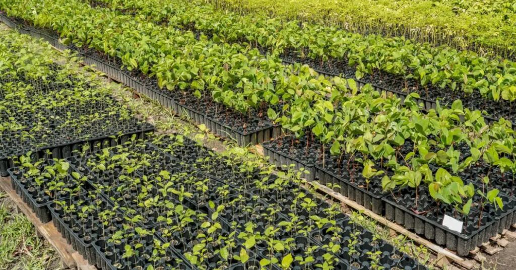 Mudas de espécies nativas produzidas em viveiro no Pará para projetos de reflorestamento Amazônia e recuperação de áreas degradadas.