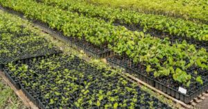 Reflorestamento Amazônia ganha força com viveiro que multiplica espécies nativas no Pará