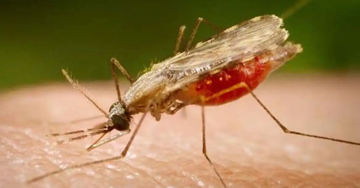 Mosquito Anopheles, transmissor da malária, tema de estudo de cientistas da Fiocruz para o desenvolvimento de uma vacina universal contra a doença.