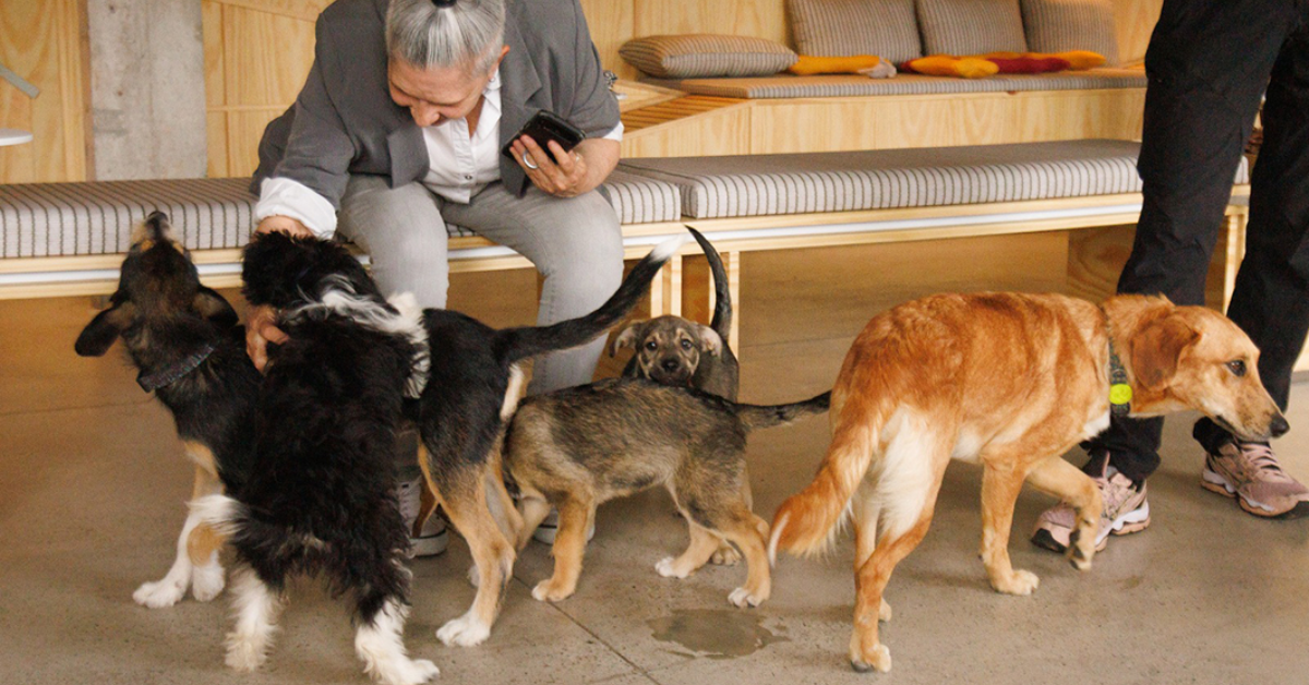 No CasAdote, em São Paulo, visitantes podem conviver com os cães antes de decidir pela adoção.