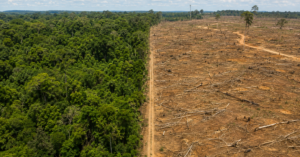 Desmatamento no Brasil cai pelo terceiro ano consecutivo e atinge a menor área desde 2019