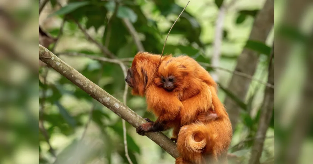 A Reserva Ecológica de Guapiaçu (REGUA), no Rio de Janeiro, recebeu a primeira certificação mundial de patrimônio da vida selvagem terrestre.