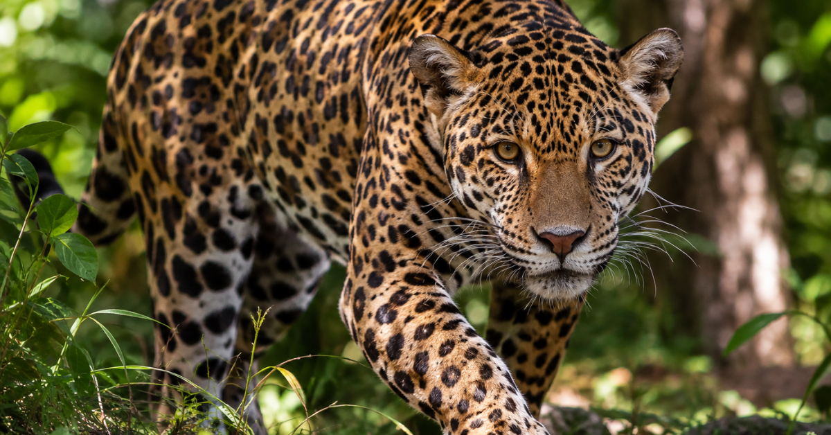 Onças-pintadas no México chegaram a 5.326 animais no censo de 2024, maior número já registrado nos levantamentos nacionais.