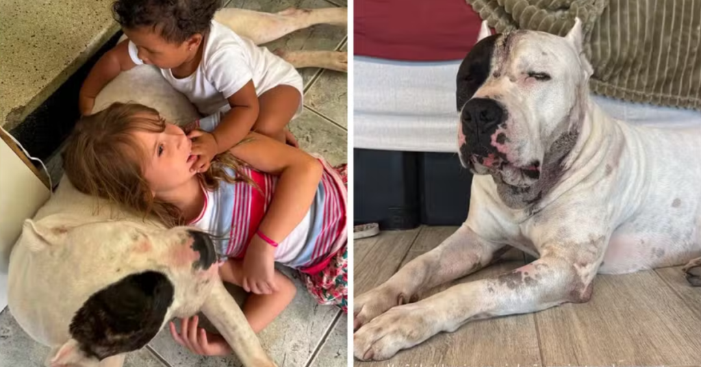 A história do pitbull Ragnar mobilizou internautas, que criaram uma corrente de ajuda para custear sua recuperação.