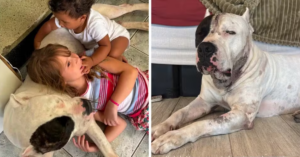 Internet arrecada mais de R$ 25 mil para cirurgia de pitbull Ragnar que protegeu família de onça