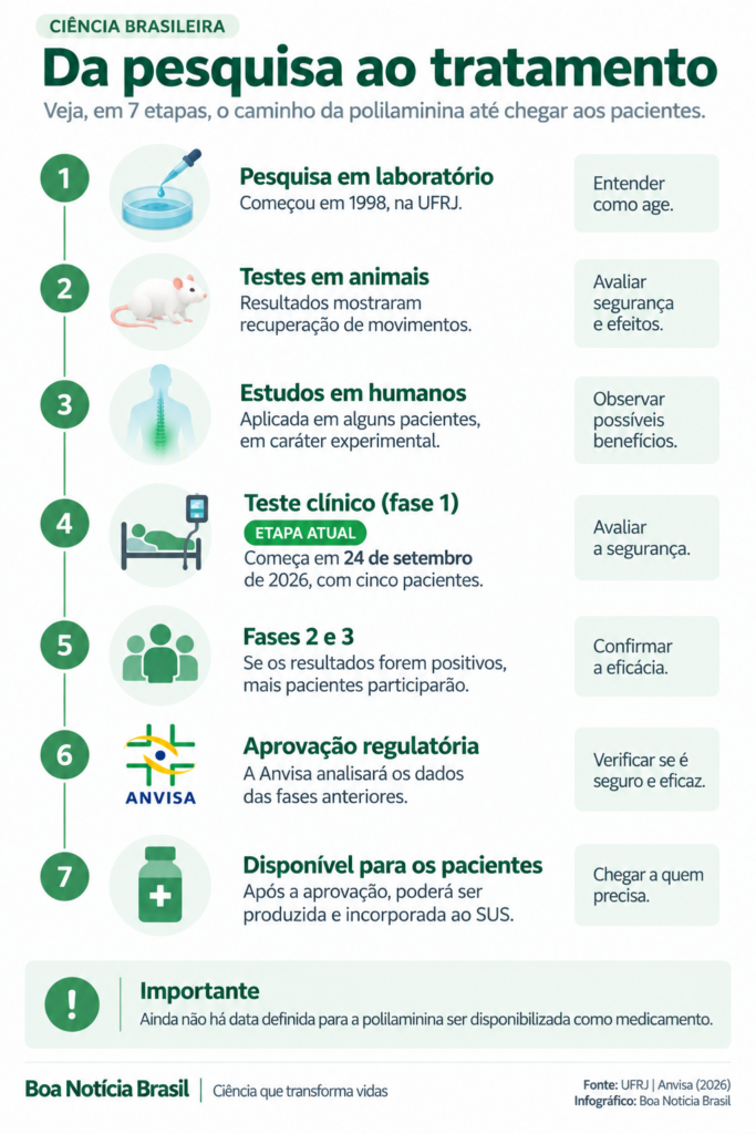 Etapas da pesquisa com polilaminina até uma possível aprovação como tratamento.