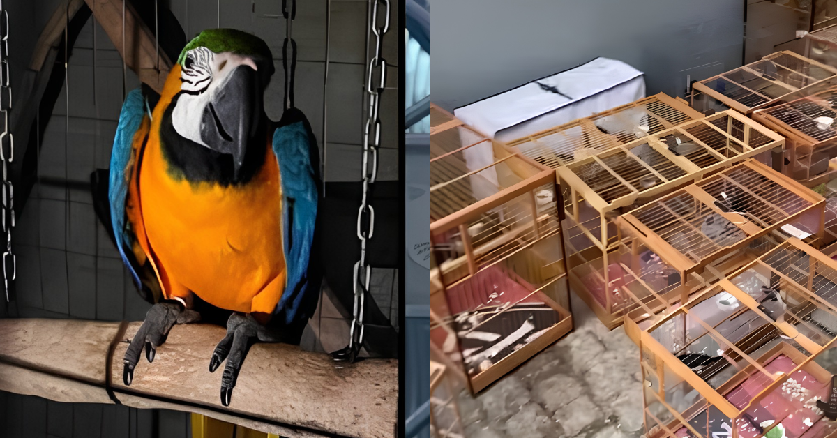 Aves silvestres resgatadas durante operação contra comércio ilegal em Joinville, Santa Catarina.