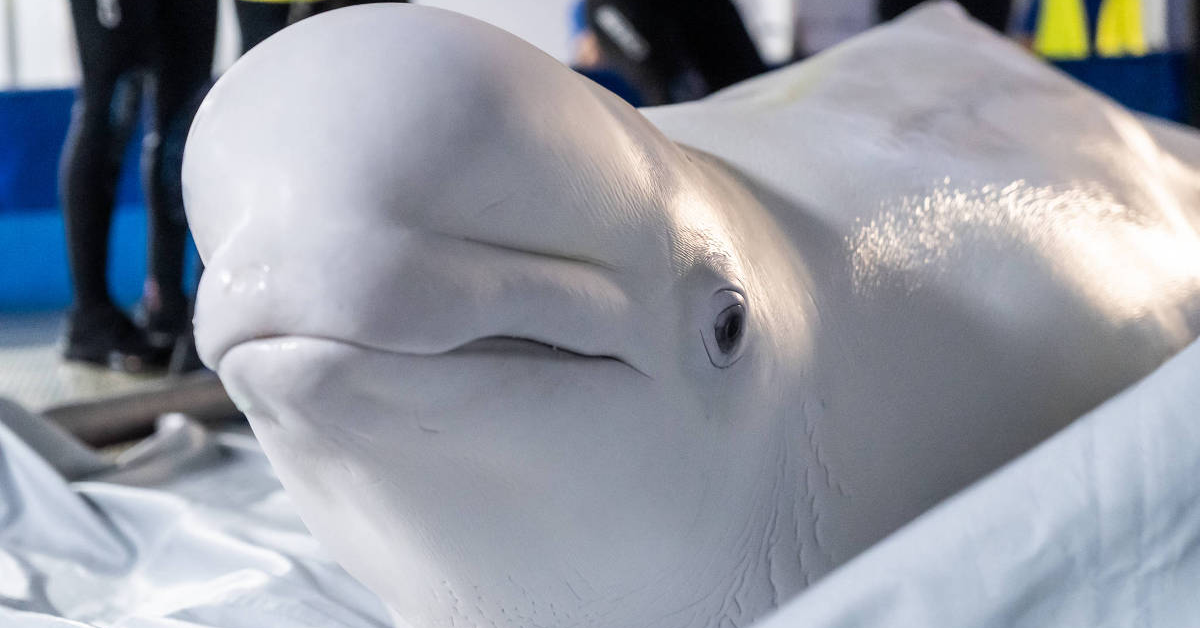 Belugas e golfinhos durante operação de resgate após saída do Marineland, no Canadá.