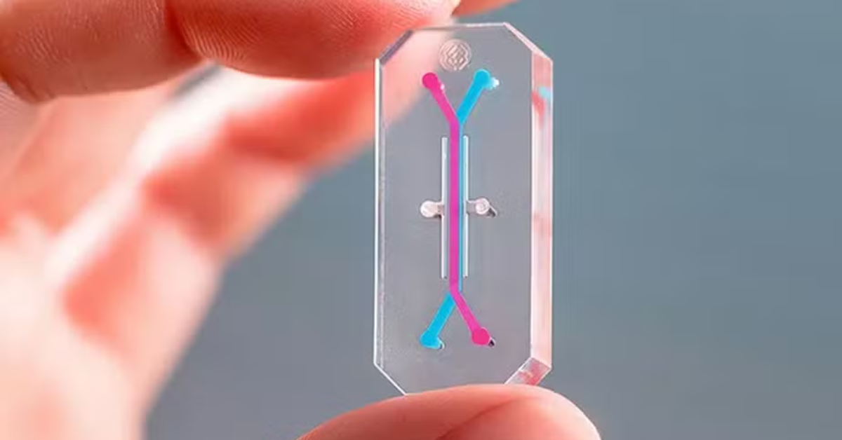 Medula óssea em chip usada por pesquisadores para estudar células produtoras de anticorpos.