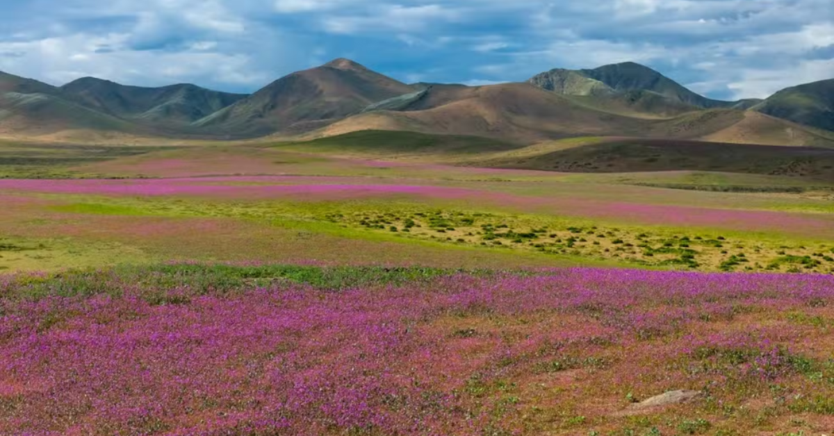 Flores cobrem parte do Deserto do Atacama, no Chile, durante a temporada de floração de 2026.