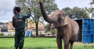 Conheça a história de Sandro, elefante resgatado que viralizou ao se “despedir” de cuidador