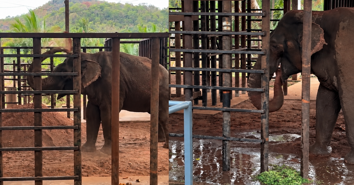 Elefante Sandro no santuário em Mato Grosso após transferência do zoológico de Sorocaba