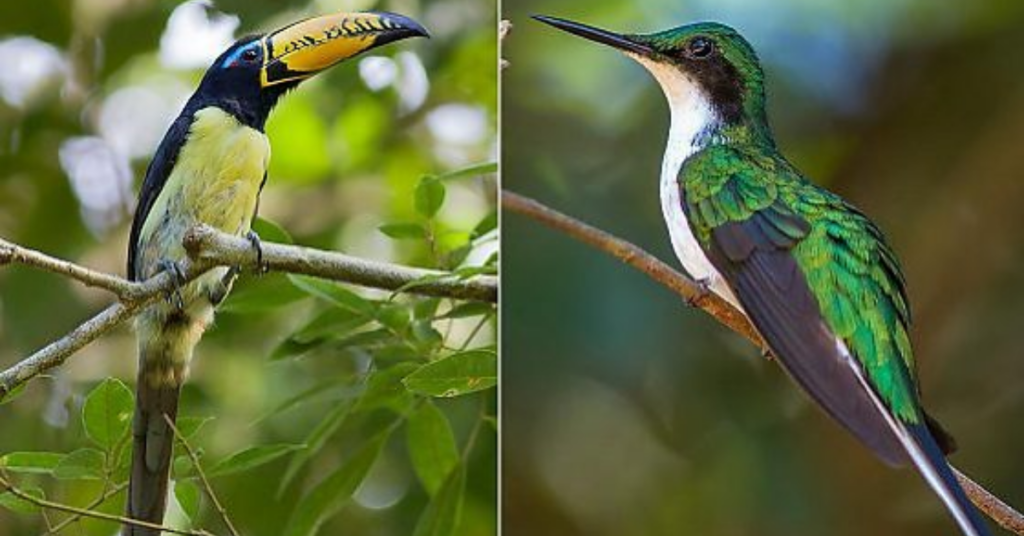 Fazenda São Nicolau, na Amazônia, onde pesquisadores estudam novas espécies.