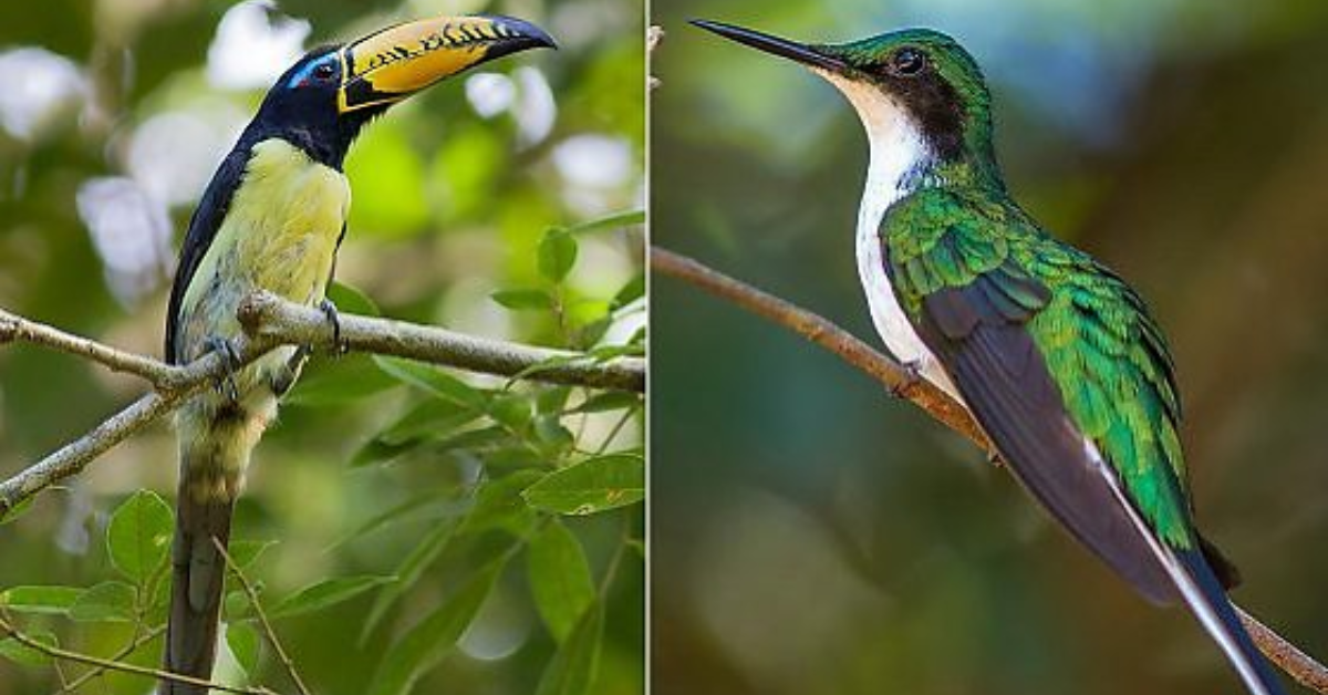 Fazenda São Nicolau, na Amazônia, onde pesquisadores estudam novas espécies.
