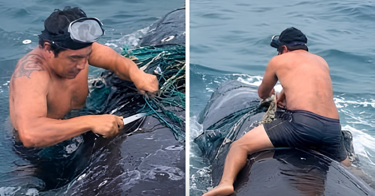Pescador dentro do mar durante resgate de baleia presa em rede de pesca no Peru.