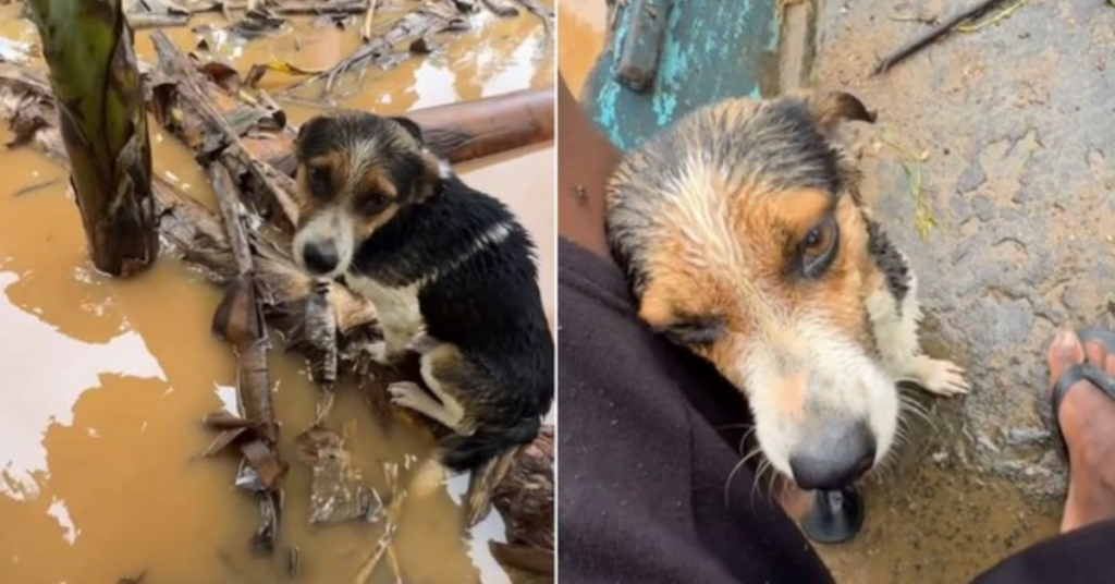 Jovem resgata animais de barco em área alagada durante enchente em Sete Barras.