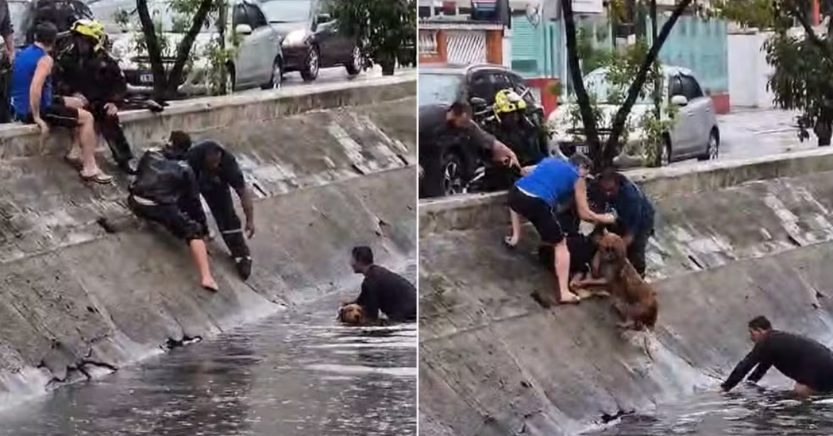 Motociclistas salvam cachorro em corrente humana durante resgate em canal de Santos.