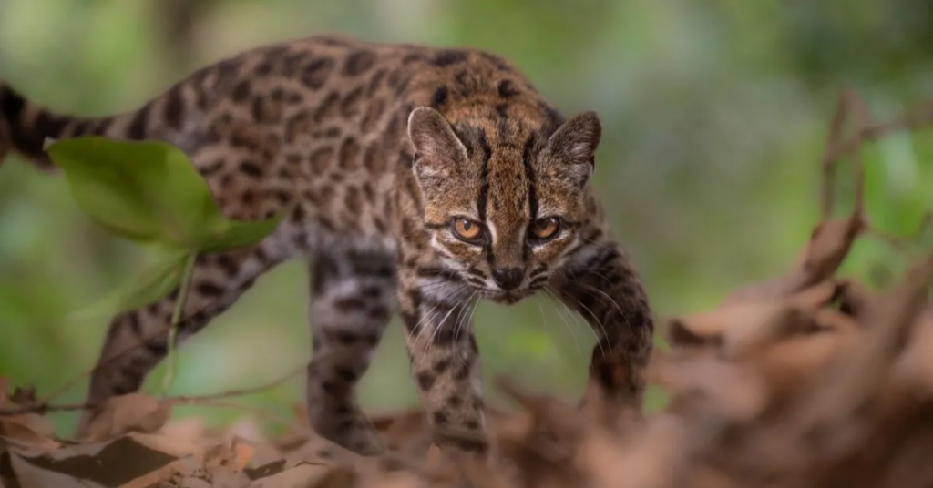 Tigrino, felino resgatado na Bolívia que virou referência de nova espécie de felino.