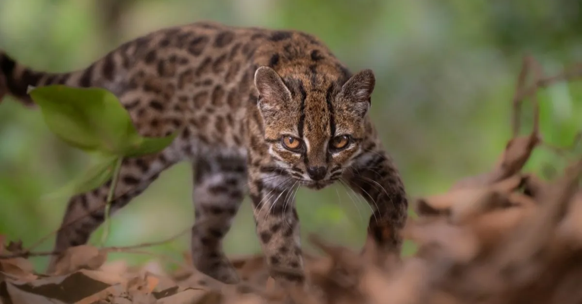 Tigrino, felino resgatado na Bolívia que virou referência de nova espécie de felino.