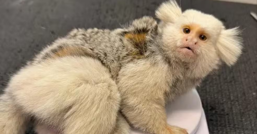 Sagui de pelagem branca resgatado em Jaraguá do Sul.